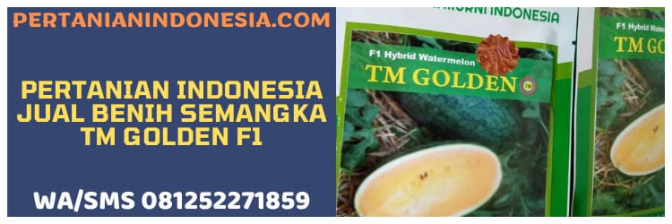 pertanian indonesia,jual,tm golden f1,semangka tm golden f1,semangka inul tm golden f1